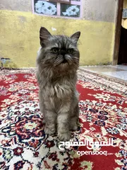  4 قط عمره 4شهور