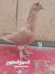  5 اول اشي نبدا بصلاة ع النبي اللهم صل على سيدنا محمد