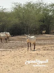  1 Arabian oryx