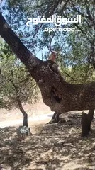  3 طاىر البوم بوم مقزم بوم الغاب