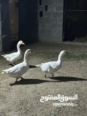  2 وز ذكر واناث 2 للبيع