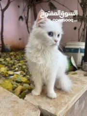  2 قطة للبيع رام الله