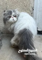  5 ذكور للتزاوج