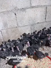  2 صيصان ابو رقيبه 150 عمر شهر  وخمسين صوص بلدي