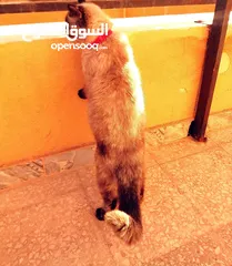  9 بسينة هملايا عمرا سنة