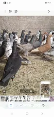  7 كوم حمام  140 حبه صحة ونظافة فيهم 100 طير حمام