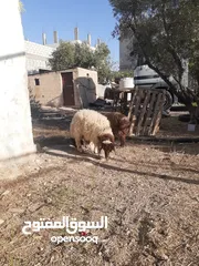  2 ثلاث خرفان فوق الست شهور مسكرات لحم ماشاء للبيع