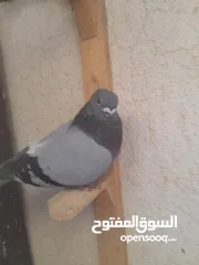  10 تشكيله حلوه طيوىر مقنوة الله يبارك لصاحب النصيب