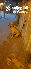  2 بيتبول حارس شخصي