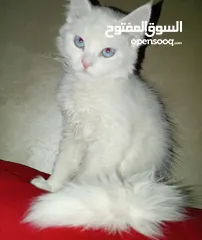  9 قطه كتن بيبي 3 شهور ابيض   و قطة سيامي و قط شوكلت   وبصحه ممتازه ماخذه المطاعيم قطة مداعبة هملايا