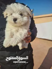  2 Bichon Maltais Nain