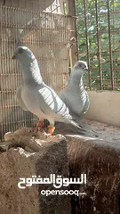  6 جواز حمام نخب كلو شغال وتحتو بيض