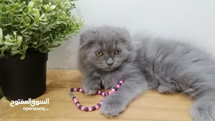  7 قطه اسكوتش فولد بلو Scottish fold female