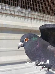  2 موجود خم حمام كامل للبيع بلدي و غيرو من أنواع اقر ا الوصف