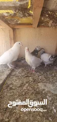  5 زوج حمام مالطي مع فراخه