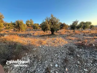  4 ارض مزروعة زيتون للبيع