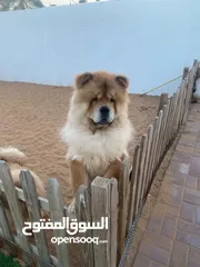  1 Chow chow male