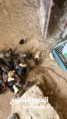  2 صيصان بلدي عمر اسبوعين 20 صوص