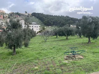  1 مزرعة 4 دونم للبيع في منطقة السرو قبل جامعة عمان الاهلية مقابل معسكرات الحسين للشباب