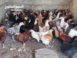  5 دجاج عماني بيع