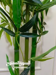  9 أشجار لوزيات أغصان طبيعي
