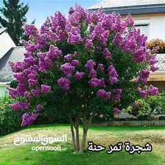  1 شجره تمر حنا