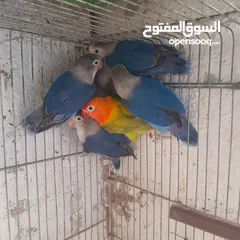  28 جواز  جاوا وروز وفيشر