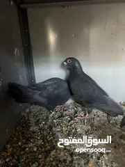  6 جووواز بسعر حرق..................................................:::::::::::