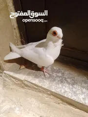  4 بولنديات نخب ولا غلطة