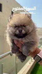  5 Pomeranian male for sale