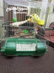  1 جوز حب للبيع كاش بسعر 20 دينار