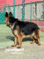  10 بــــــــسعر مغري سامويد وجيرمن