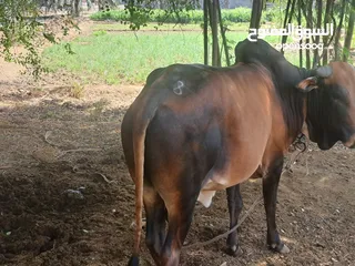  2 Cow etophian