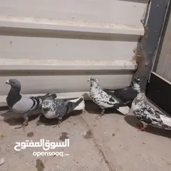  5 حمام للبيع جواج الجوز 10
