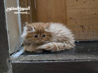  12 انثى هملايا نقية