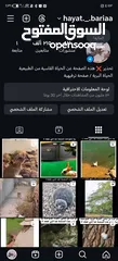  9 حساب انستقرام للبيع 215k متابع