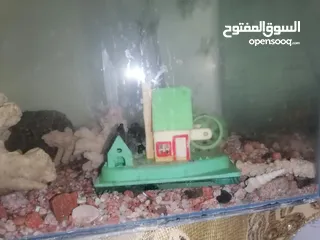  5 حوض سمك للبيع بسعر حرق مع الفرتلر