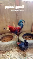  1 جاج بلدي للبيع بزره قديمه وكله بياض ما شاء الله عليهم
