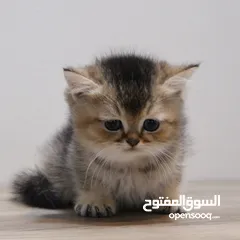  4 Kittens British Short Hair - كتنز برتش شورت هير