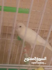  6 طيره كنار مشاء الله