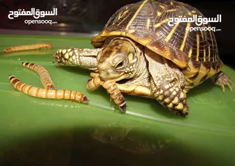  9 يرقات دود القبابي حي ميلوورم mealworm غذاء ممتاز بروتين حيواني لا يسبب التشحيم للطيور والاسمام