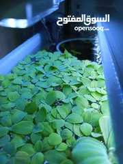  11 سمك ، نبات طافي طبيعي لأحواض السمك (مفيد للـ سمك) من نوع Dwarf water lettuce