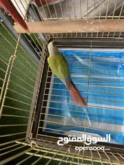  8 جوز كنيور جرين شيك عمر اكثر من سنتين