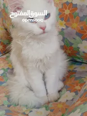 17 كتن كتنز بيبي  قطه شيرازي و قط شنشيلا ابيض ناصع و عيون زرق و قط و قطه يا   شبه تبني للتبني بسعر رمزي