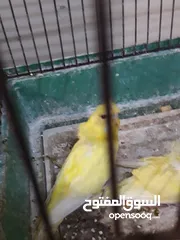  3 مخلف هوجو رومو و كورك