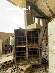  5 قنون حديد ( تفصيل ) جبل النصر