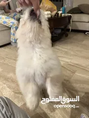  11 تشاتشاو زكر
