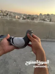  2 طيوور حمام للبيع بسعر مناسب تنظيف سطح