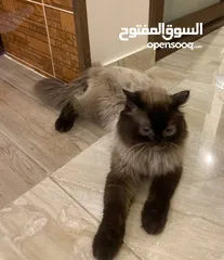  1 قط هملايا للبيع