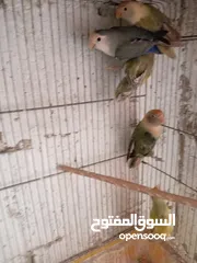  12 بعد الصلاه ع النبي يوجد مجموعة طيور روز البينو وألوان  طفرات بتجنن طيور حلوه اقرأ التفاصيل في الوصف